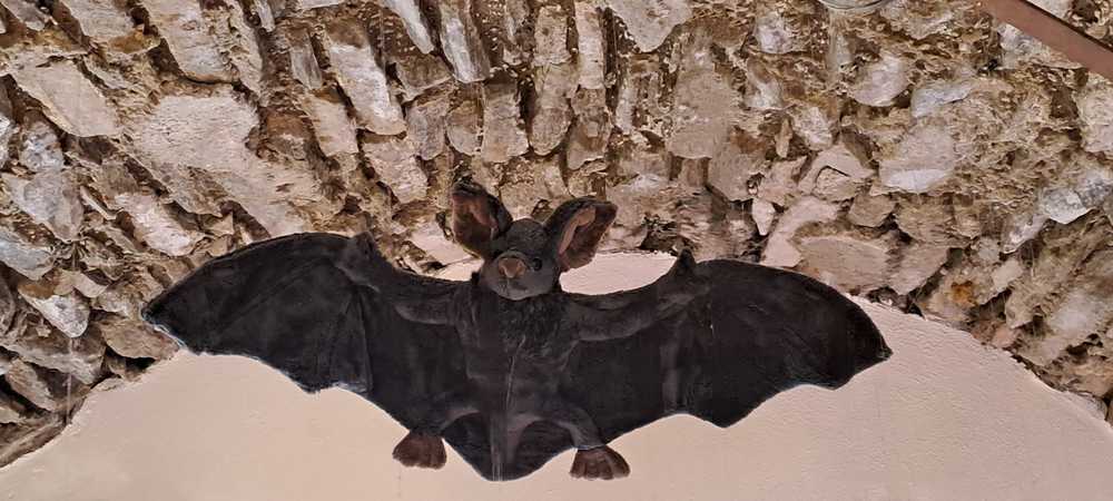 Fledermaus (SMO)
